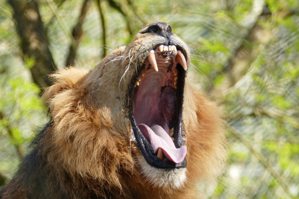 a roar lion
